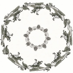 Datura