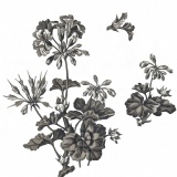 Geranium