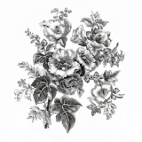 Hollyhock