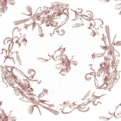 Lilium