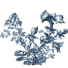 Petunia