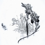 Iris-VB