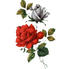 ce415aac-b480-4b25-967c-8c3a5ae29a6d