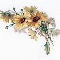 Marguerite