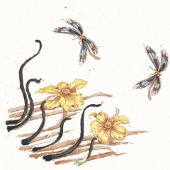 Narcisse