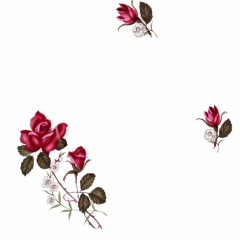 Pompadour