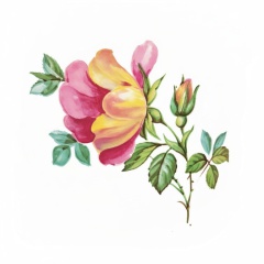 Serie-de-6-Fleurs-1