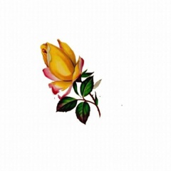 Serie-de-6-Fleurs-2