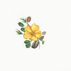 Serie-de-6-Fleurs-3