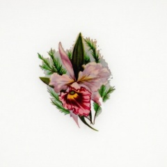 Serie-de-6-Fleurs-4
