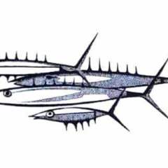 1_250916013_626371955387433_5072684506384139857_n