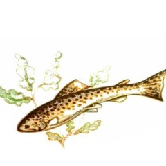 1_poissons-4