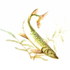 1_poissons-5
