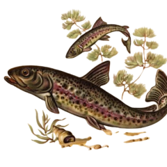 Poissons-2