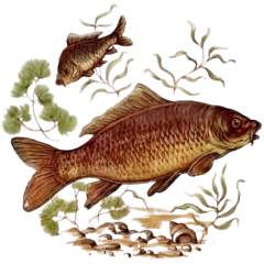 Poissons