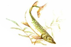 poissons-5