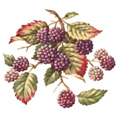 1_Fruits-4