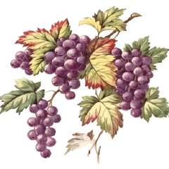 2_Fruits-2
