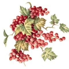 Fruits-3