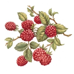 Fruits