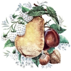 Serie-de-6-Fruits-2