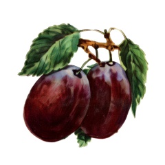 Serie-de-6-Fruits