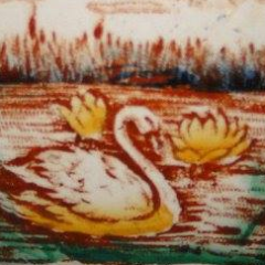 Cigne