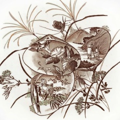 Coquilles